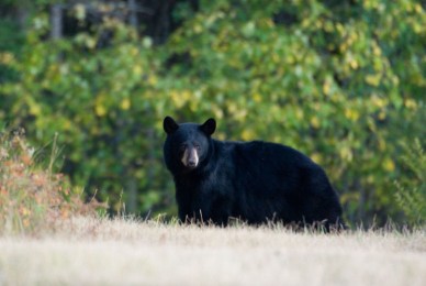 Black Bear Sightings
