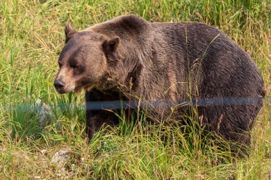 Boo The Grizzly Bear At Kicking Horse Mountain Resort